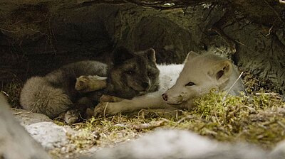 Mehr zum Film „Die Abenteuer von Kina & Yuk“ Szenenbild aus dem Film „Die Abenteuer von Kina & Yuk“