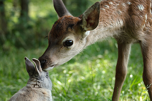 Bambi - Eine Lebensgeschichte aus dem Walde