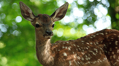 Mehr zum Film „Bambi - Eine Lebensgeschichte aus dem Walde“ Szenenbild aus dem Film „Bambi - Eine Lebensgeschichte aus dem Walde“