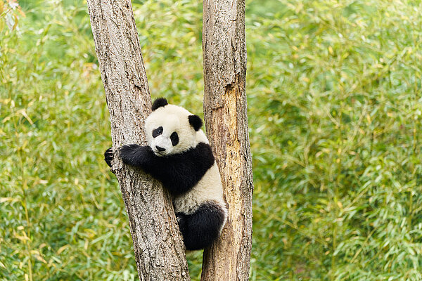 Moon, der Panda